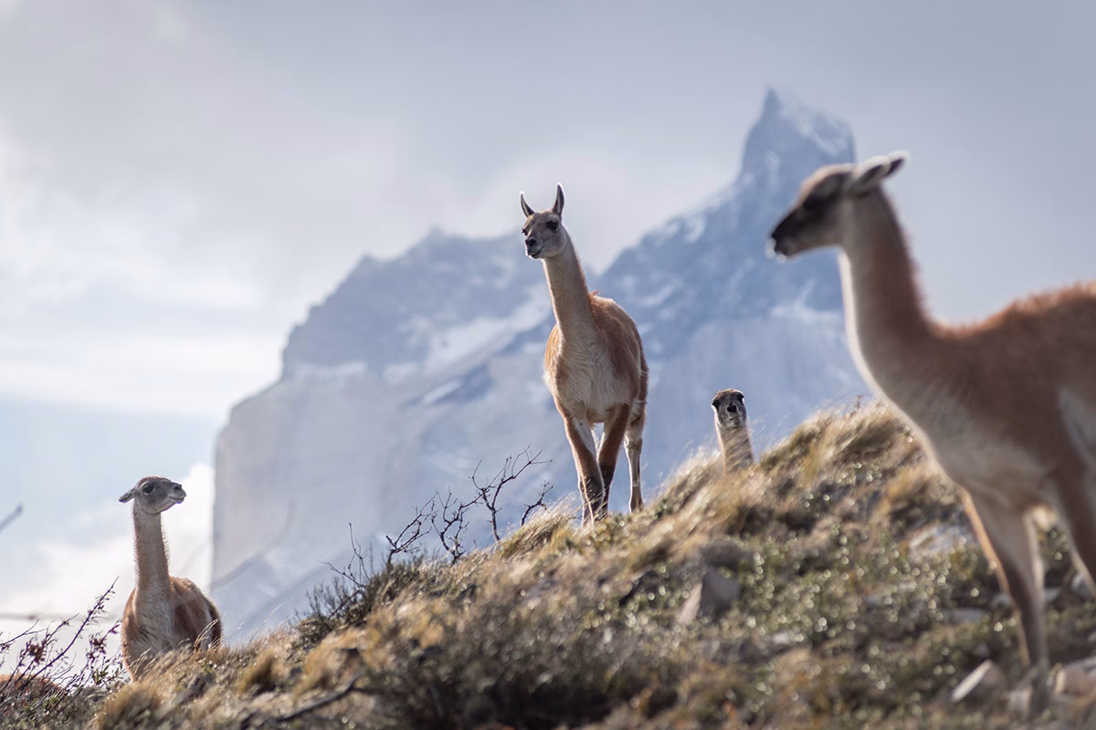 Eine kleine Gruppe von Guanakos steht auf einem grasbewachsenen Hügel in Patagonien vor der unscharfen Kulisse der markanten, schneebedeckten Bergspitzen