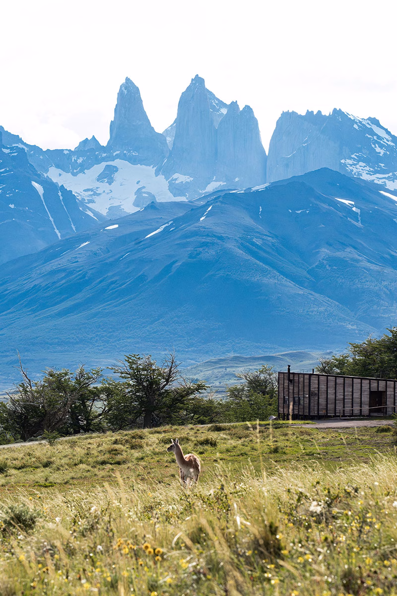 Ein Guanako steht auf einer grünen Wiese im Awasi Patagonia vor einer Holzvilla, im Hintergrund ragen die majestätischen, schneebedeckten Granitnadeln des Torres-del-Paine-Massivs empor