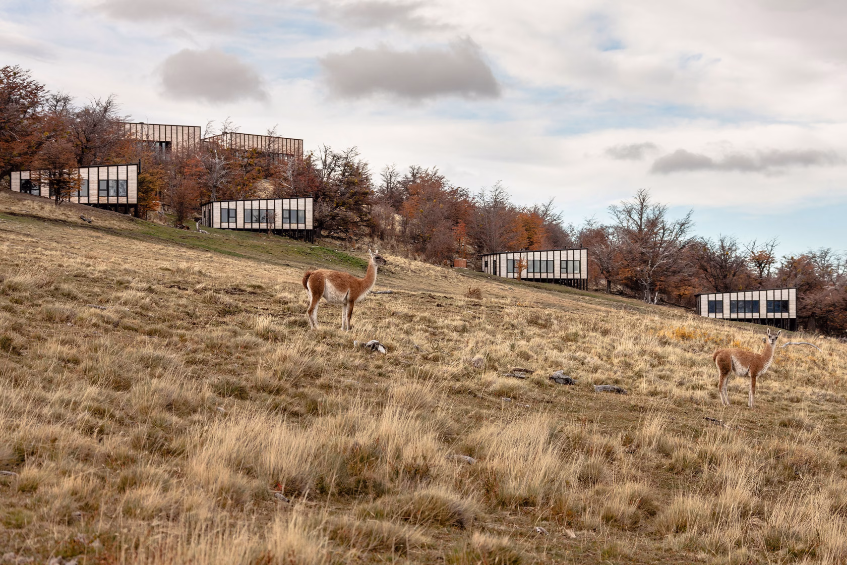 Mehrere moderne, quaderförmige Holzvillas des Awasi Patagonia stehen verteilt an einem Hügelhang inmitten von herbstlichen Bäumen, während zwei Guanakos im Vordergrund auf der trockenen Steppenwiese grasen