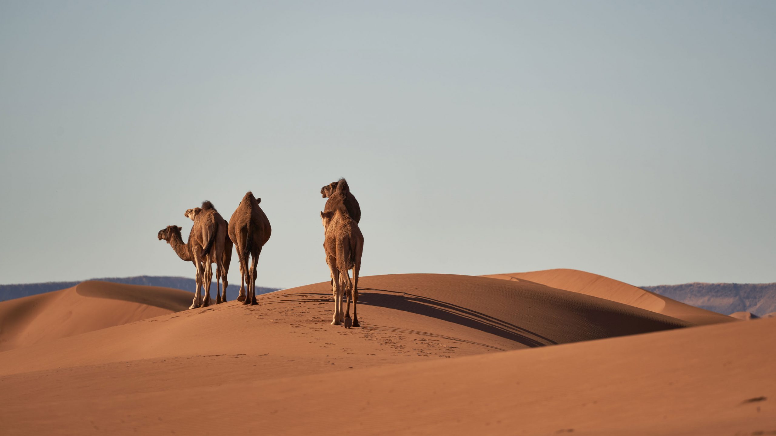 Die beste Reisezeit Marokko – Kamele in der Wüste