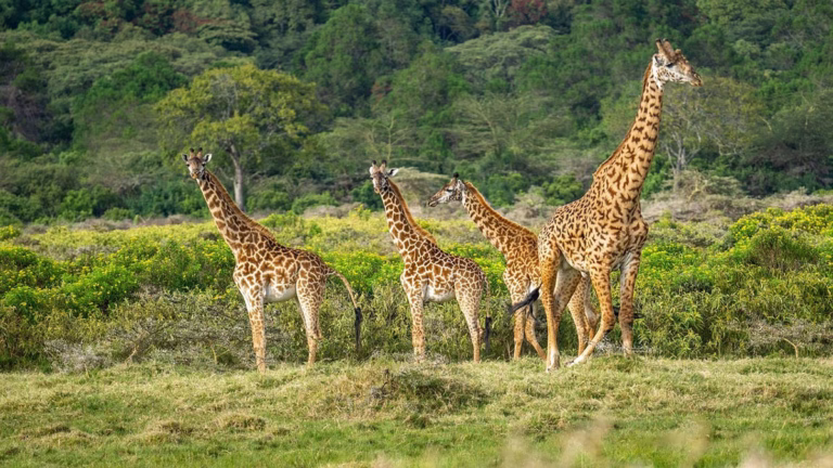 Giraffen in der Wildnis Tansanias