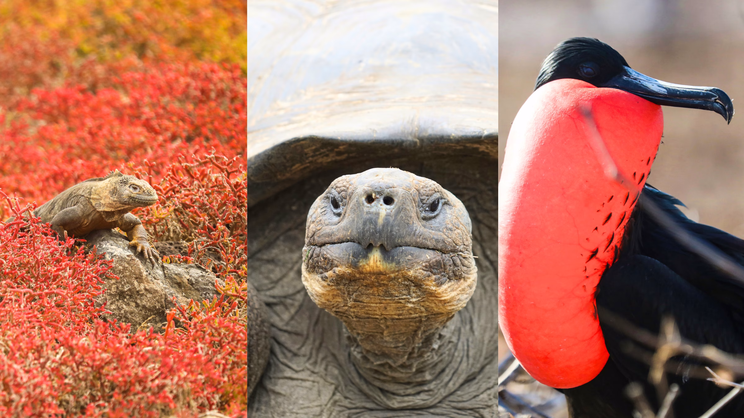Blogbeitrag zu den Galapagos Inseln
