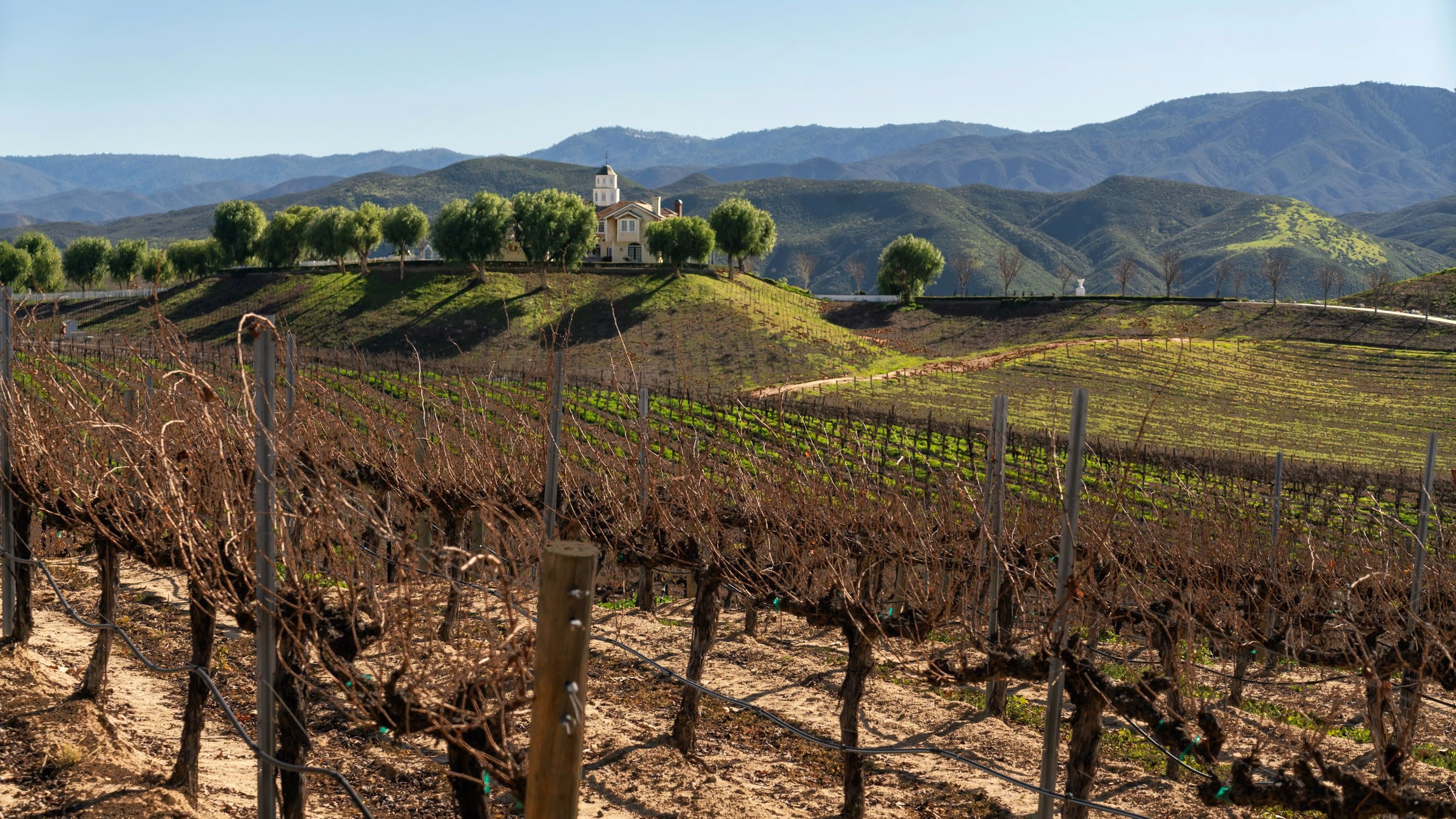 Weinreben in Temecula