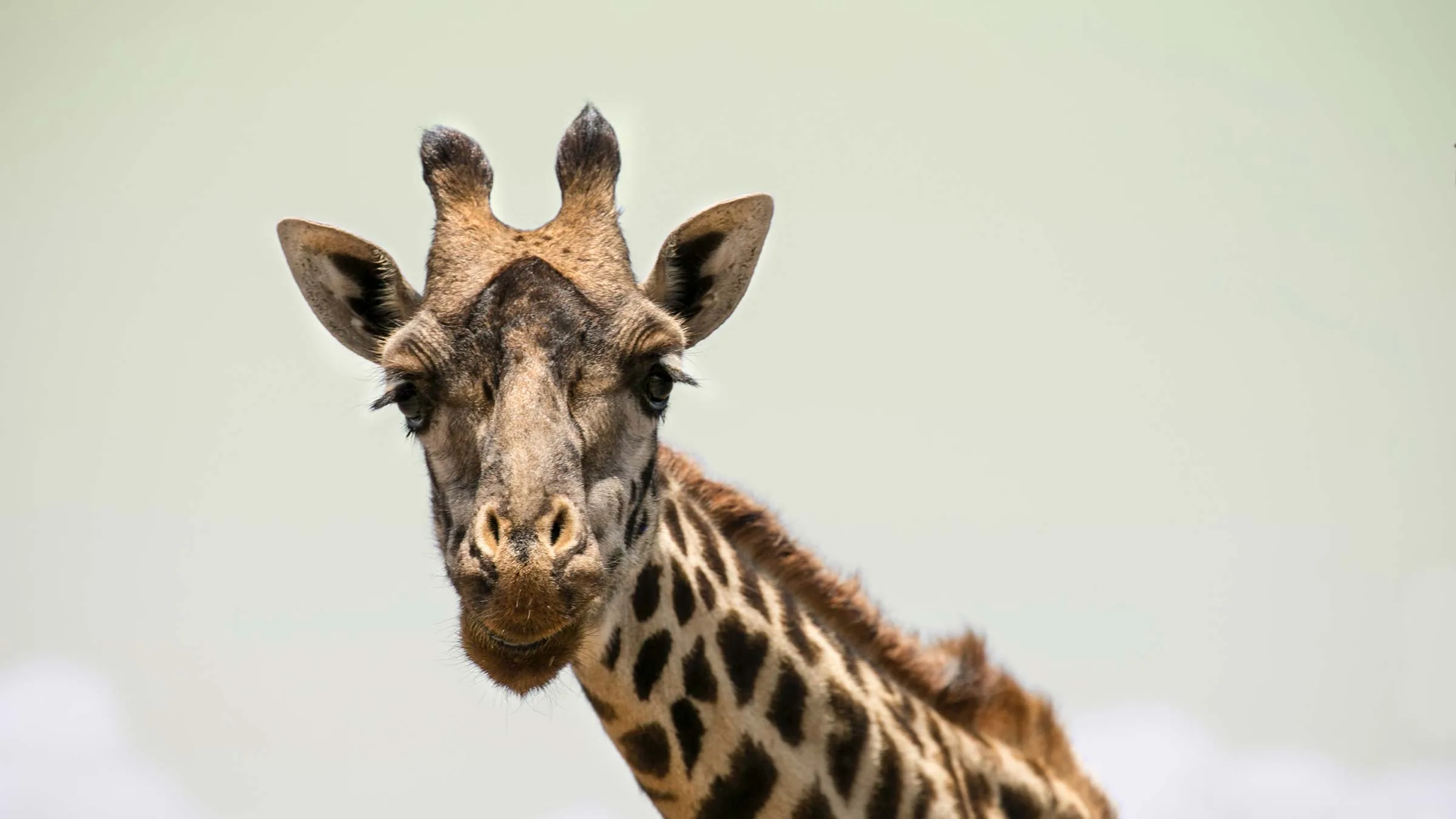 Blogbeitrag: Beste Reisezeit für Tansania – Giraffe