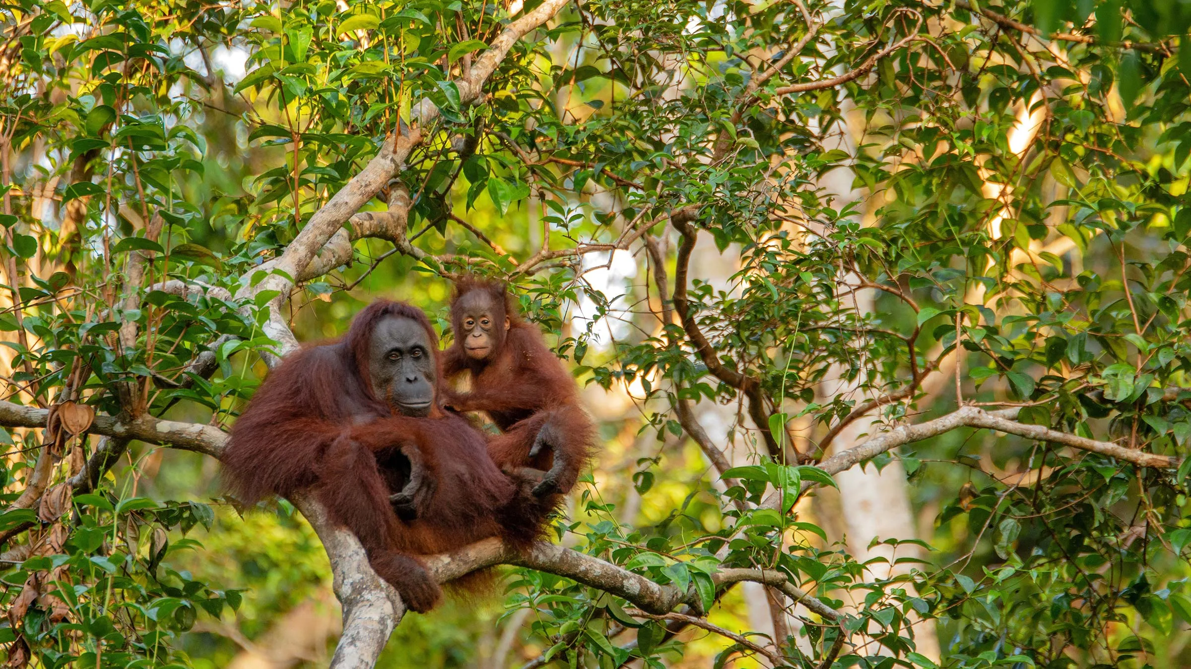Borneo – Tanjung Puting-Nationalpark, Orang-Utan Titelbild