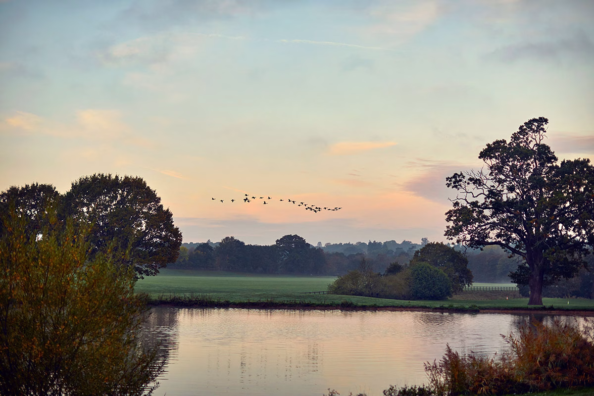 Ein friedlicher See im Coworth Park in der herbstlichen Morgendämmerung, über dem eine Formation von Vögeln vor einem sanft rosa-orange gefärbten Himmel fliegt