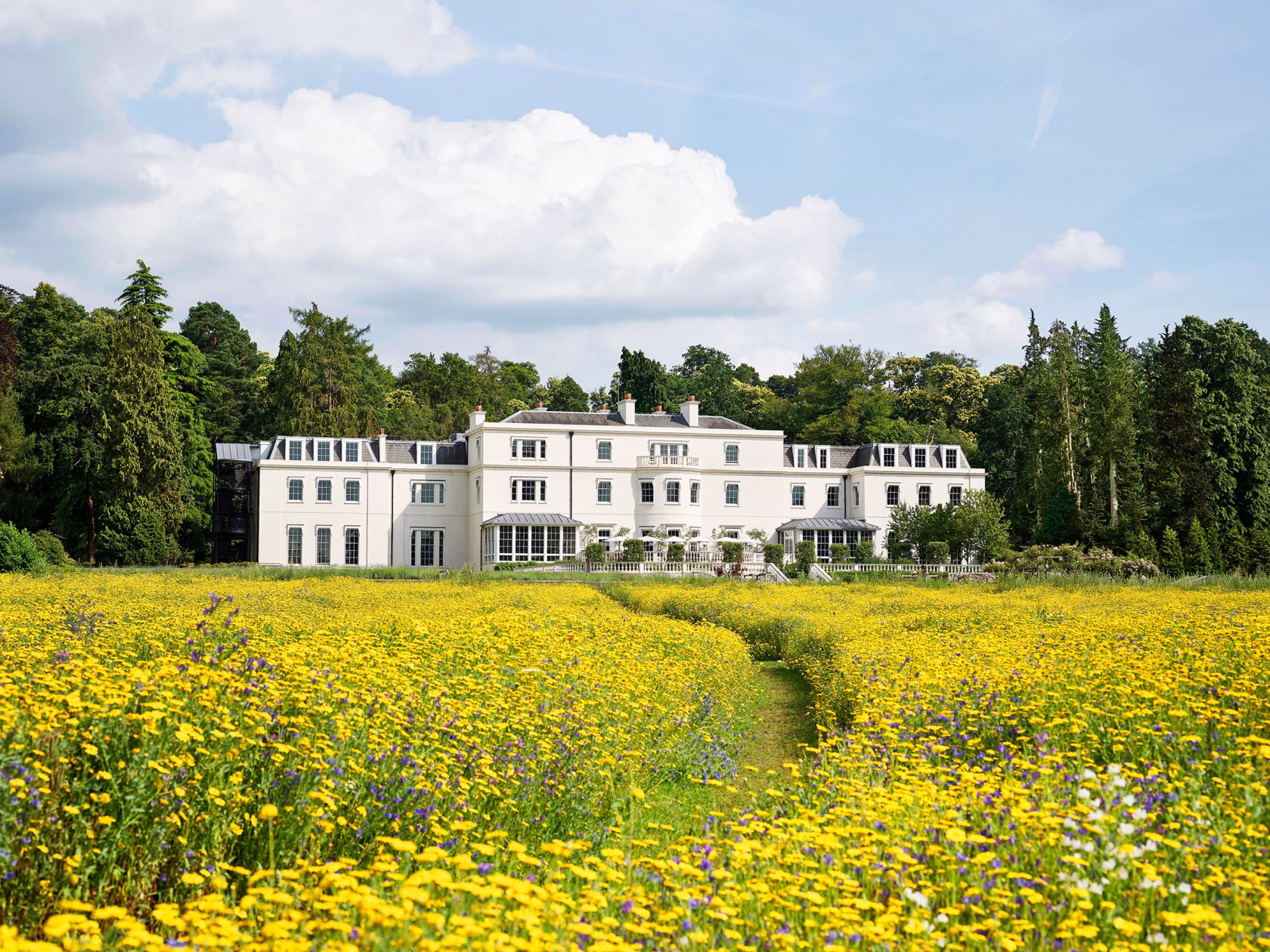 Weite Sommeransicht des eleganten, weißen Mansion House im Coworth Park, eingebettet in eine blühende, leuchtend gelbe Wildblumenwiese unter leicht bewölktem blauem Himmel