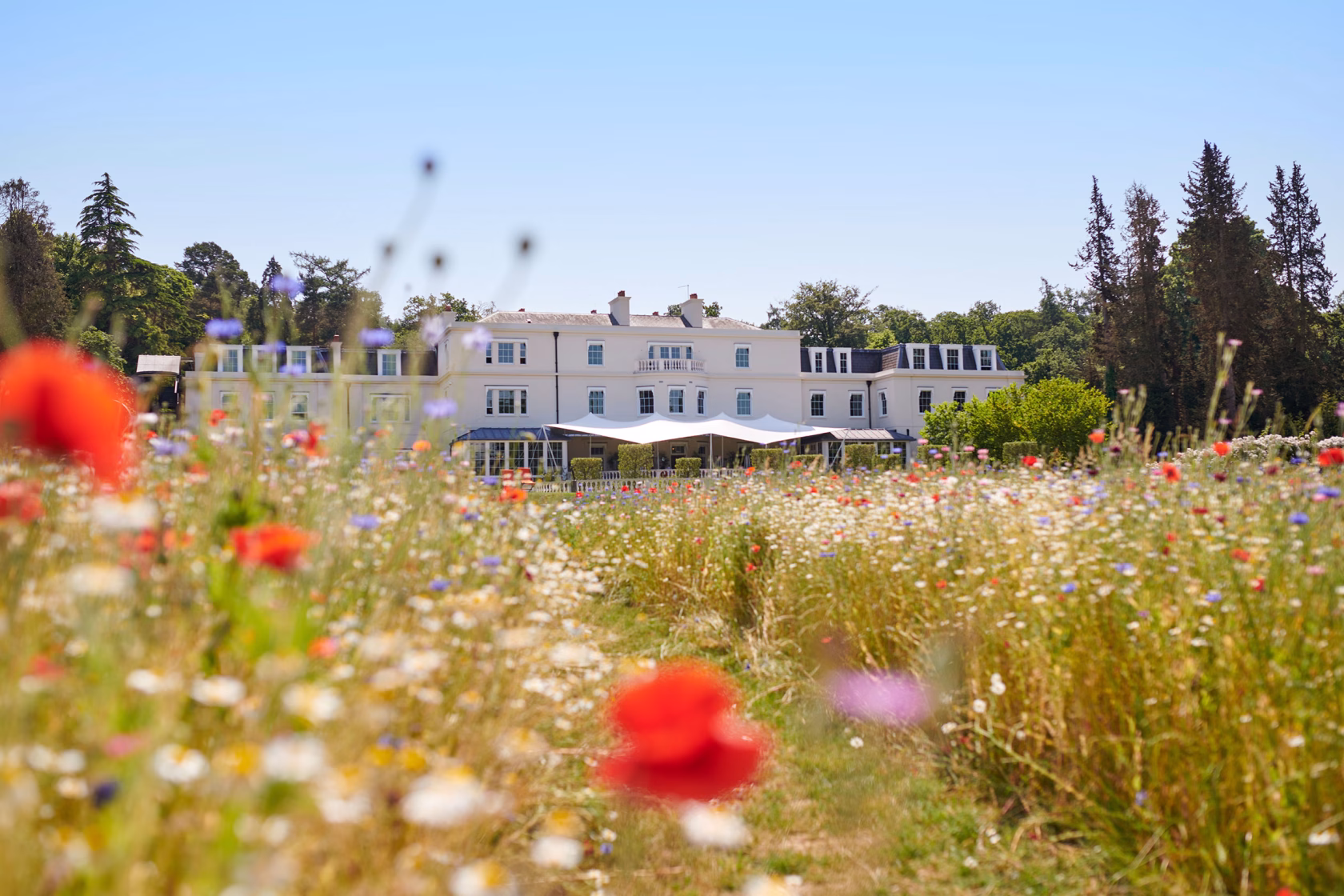 Blick durch eine farbenfrohe, sommerliche Wildblumenwiese mit roten Mohnblumen auf das herrschaftliche, weiße Mansion House des Hotels Coworth Park unter strahlend blauem Himmel