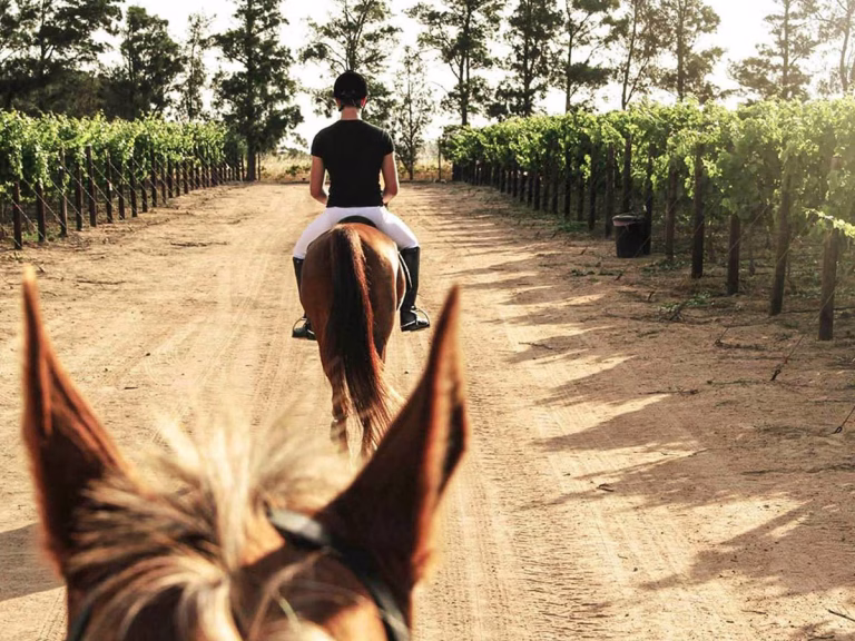 Reitausflug durch die Weinberge