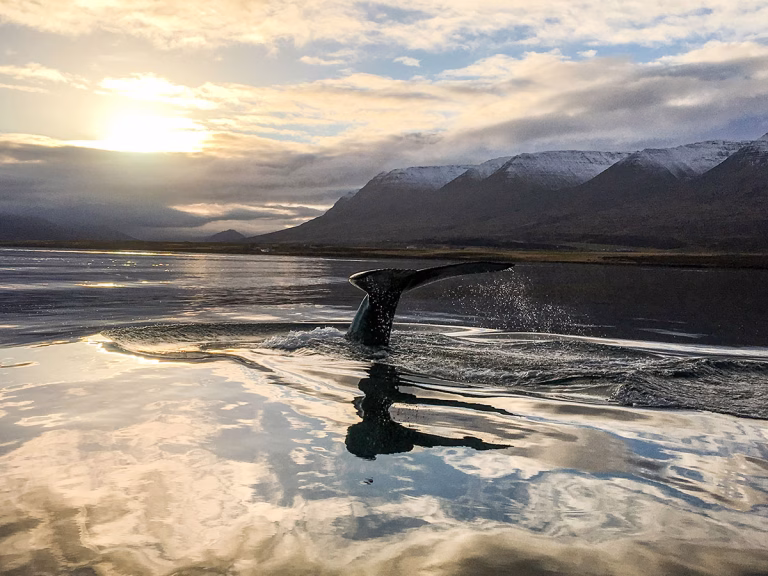 Walbeobachtung im Eyjafjörður