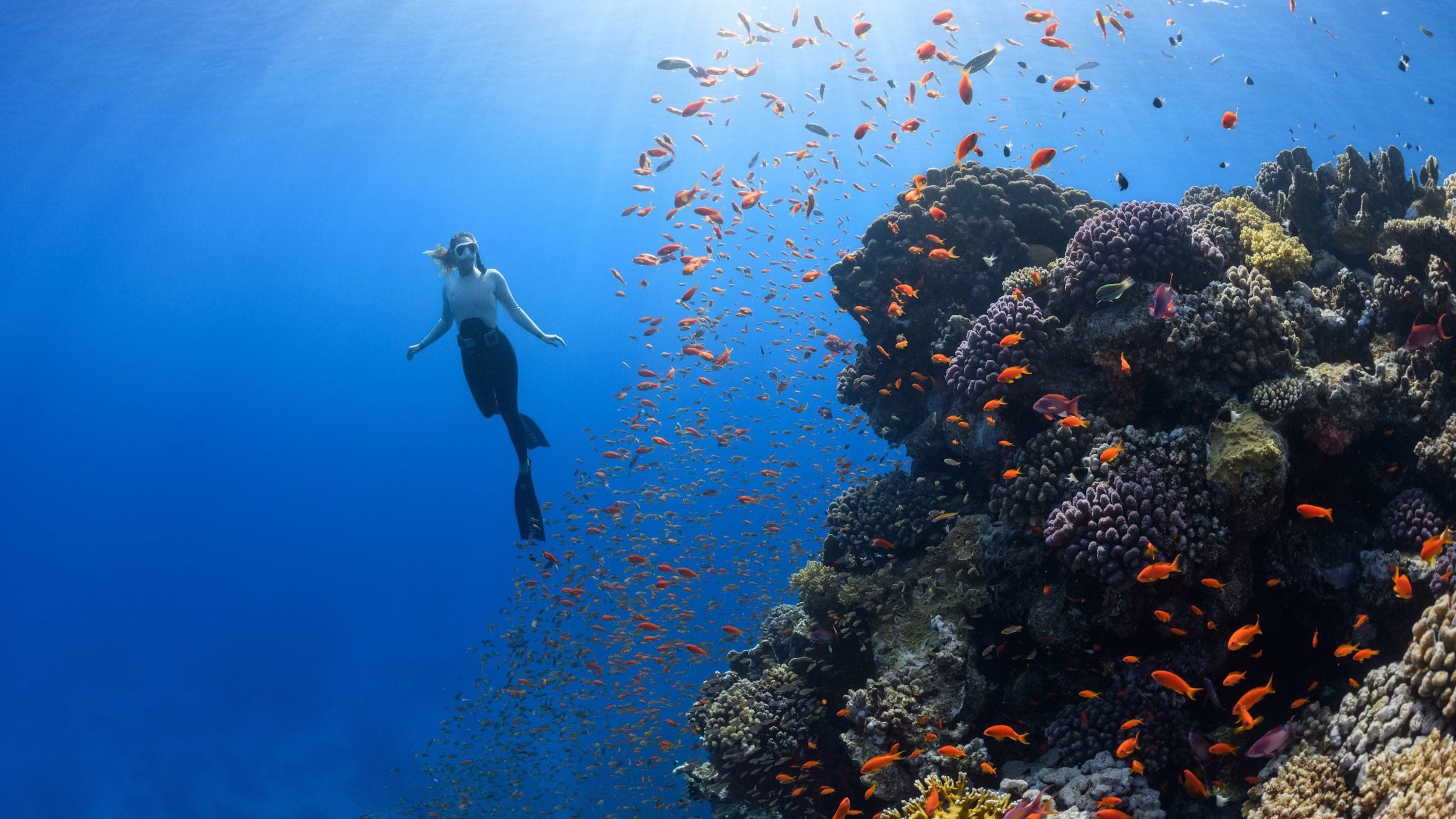 Eine Frau taucht in Australien im Great Barrier Reef neben Korallenriffen