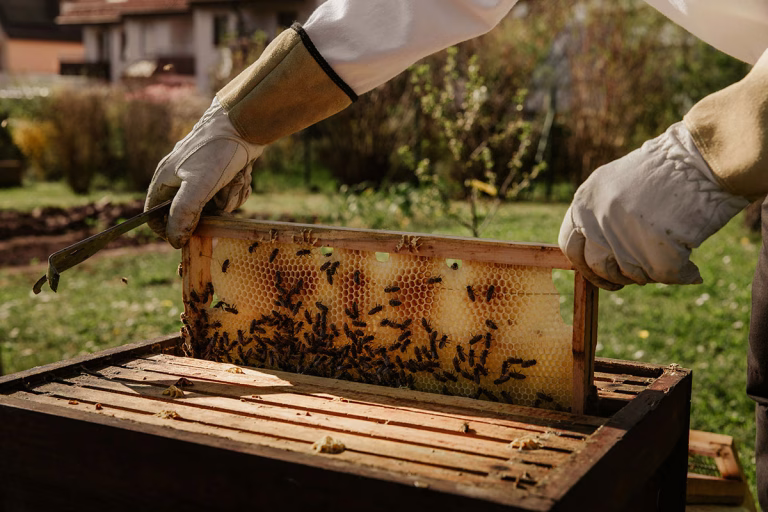 Ein Imker entnimmt den Bienen Honig
