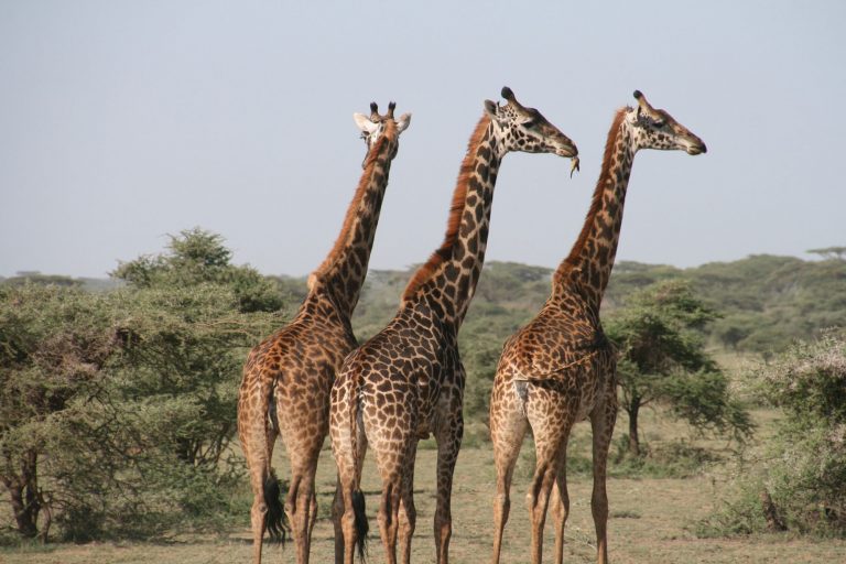 Rundreise Tansania: Giraffen