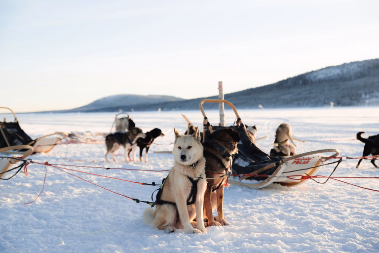 Husky-Tour mit eigenem Gespann