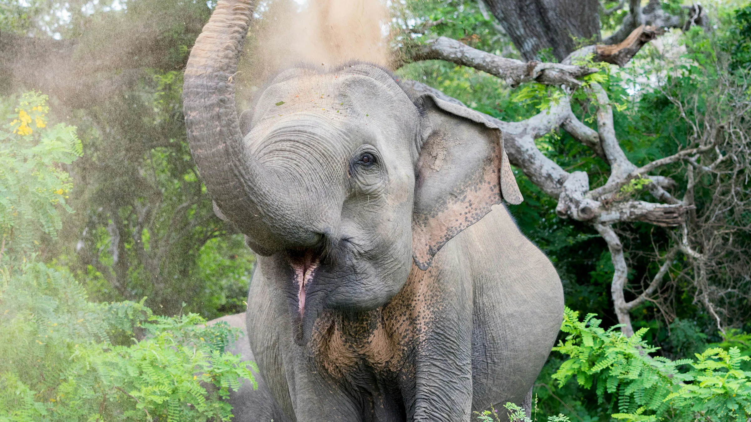 Indischer Elefant, Sri Lanka