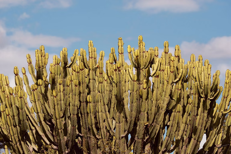 Flora des Ruaha entdecken