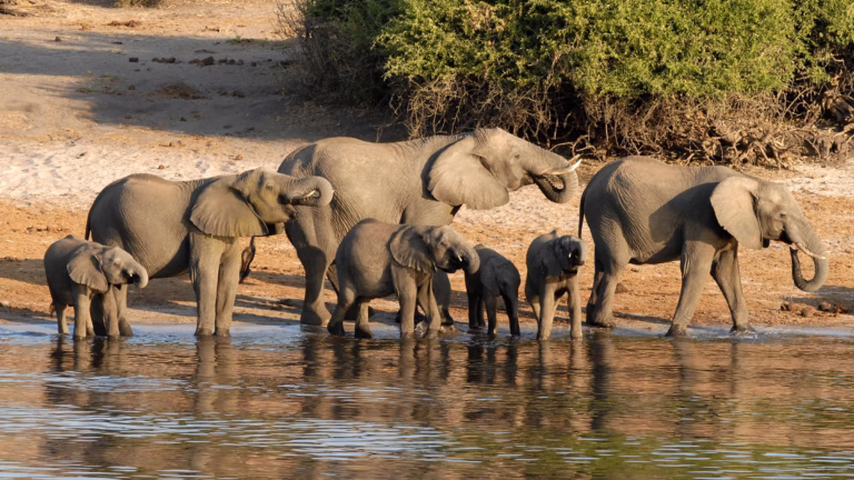 Elefanten im Chobe-Nationalpark