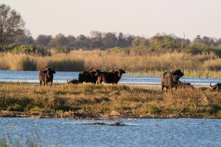 Wasserbüffel im Okavango-Delta