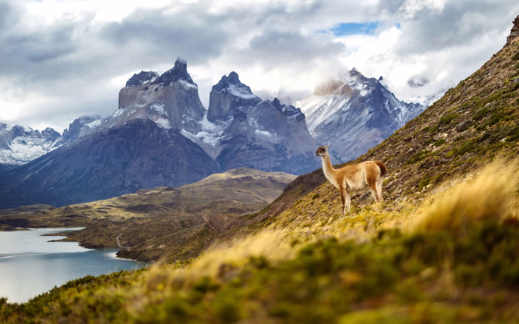 See, Berge und Alpaka im Nationalpark Torres del Paine