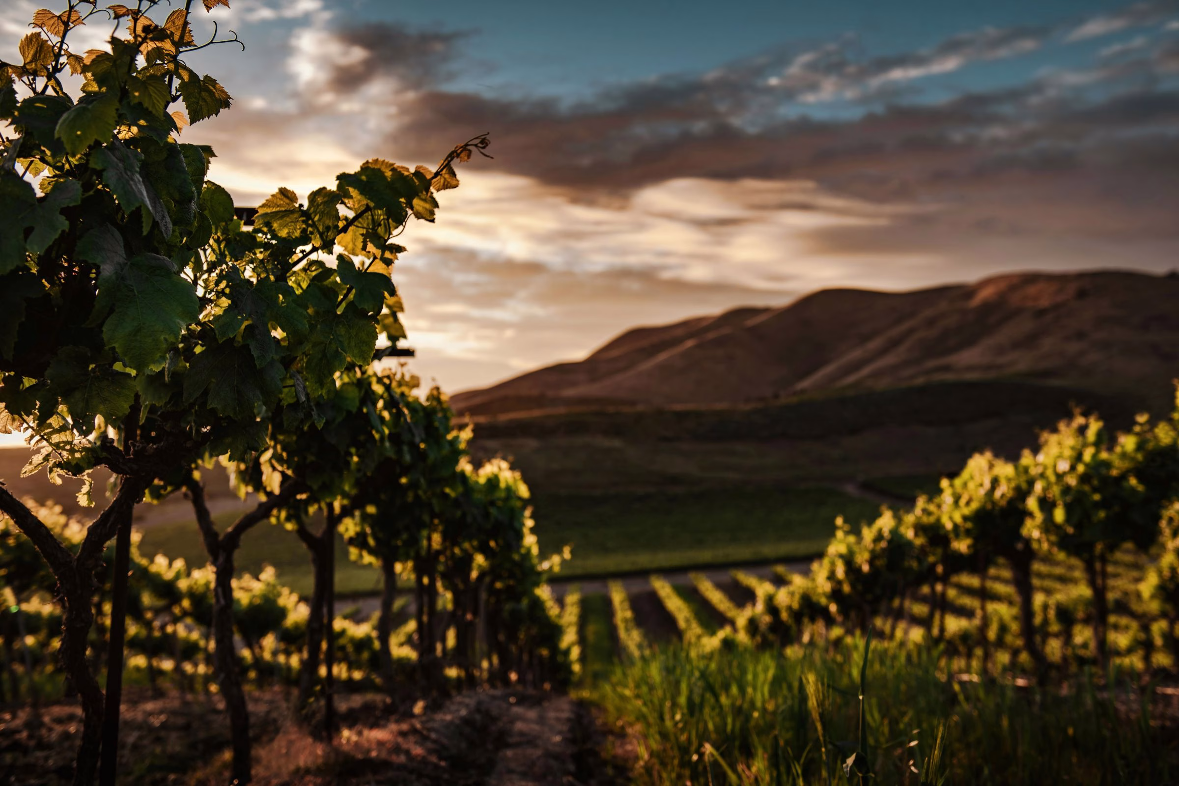 Weinreise Chile - exklusive Weinverkostung in chilenischen Weinbergen der Anden