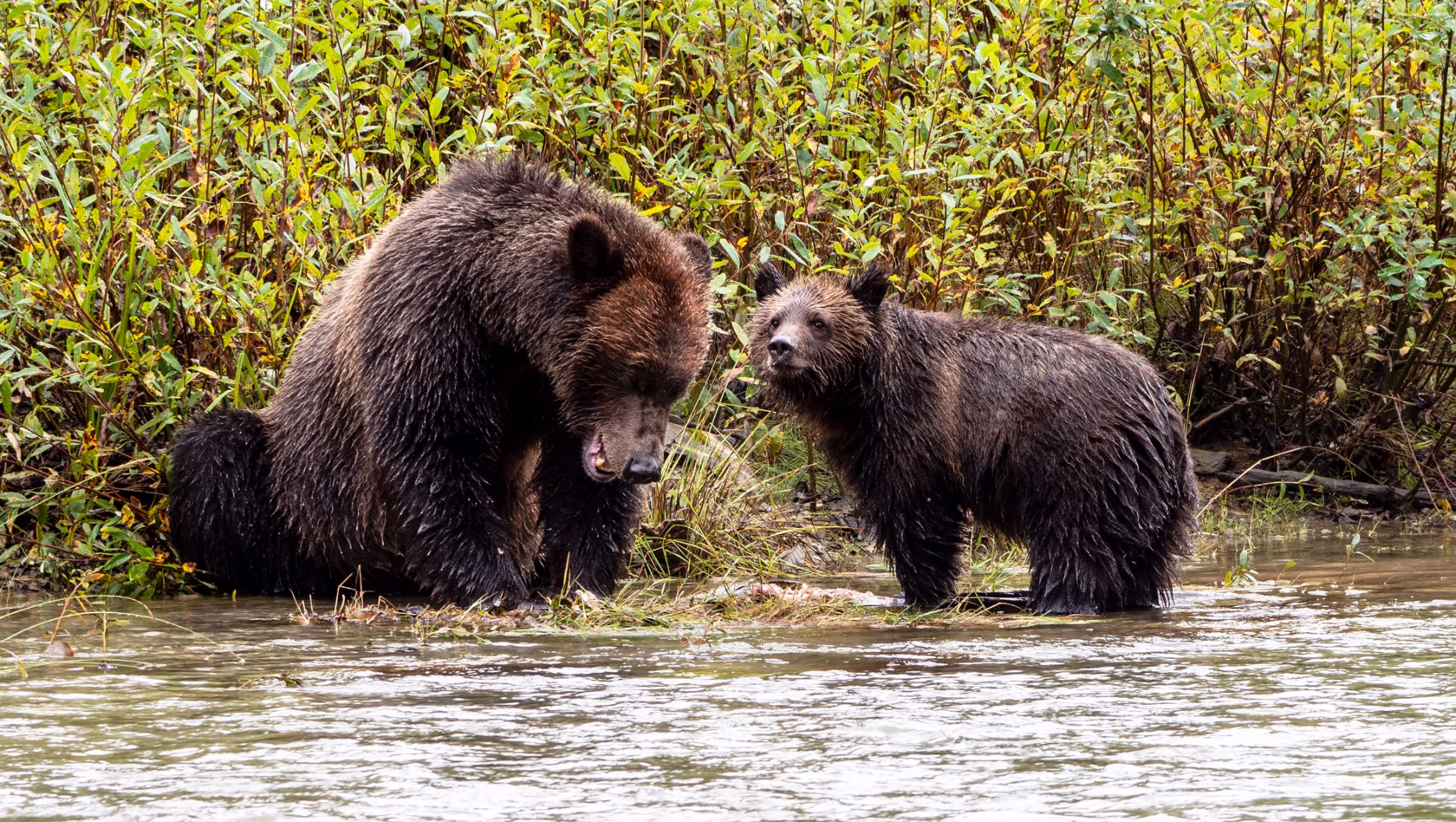 Braunbären in Vancouver Island