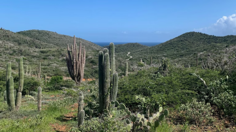 Kakteen im Arikok Nationalpark auf Aruba