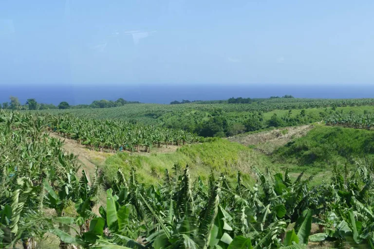 Luxusreise Karibik – Martinique, Plantage