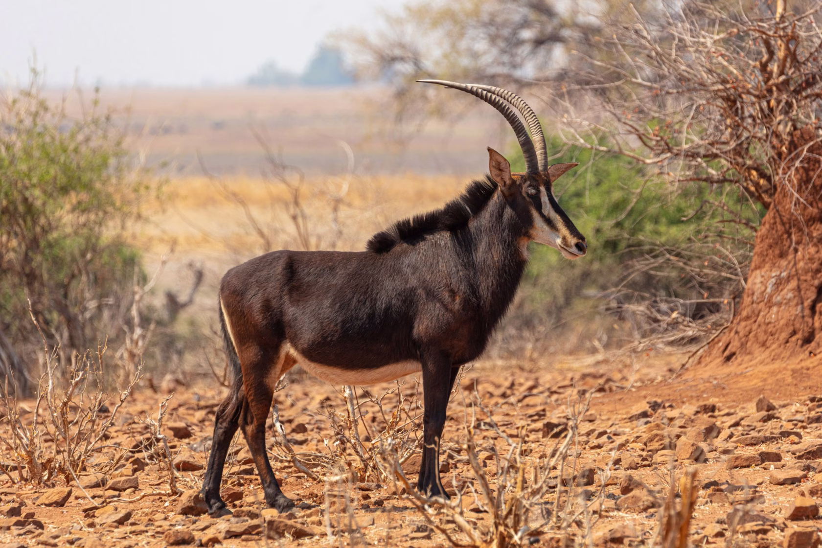 Rappenantilope im Shimba Hills Reserve