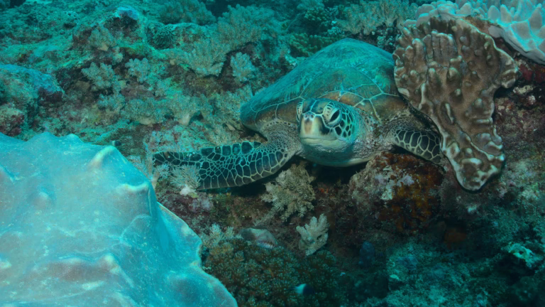Schildkröte in der Unterwasserwelt des Watamu Marine Park in Kenia