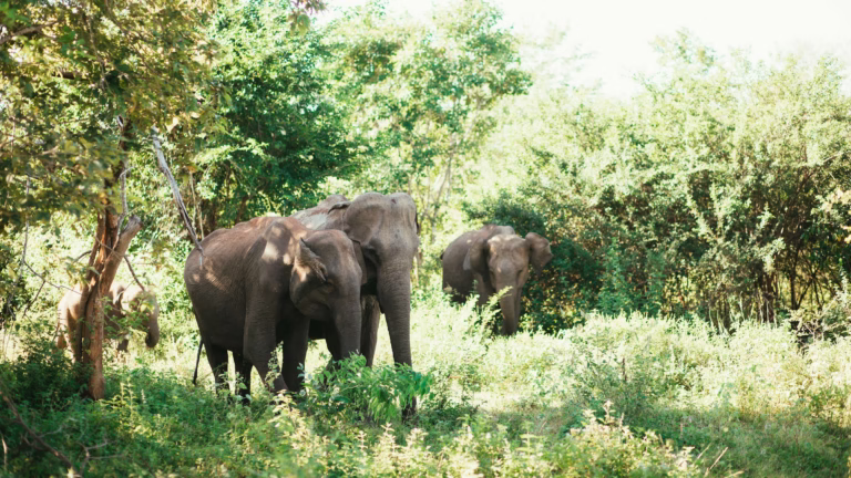 Elefanten im Majete Wildlife Reserve