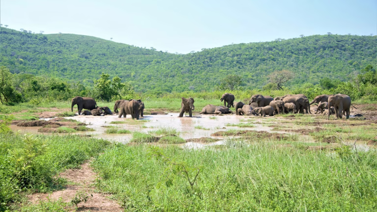 Elefantenherde im Majete Wildlife Reserve