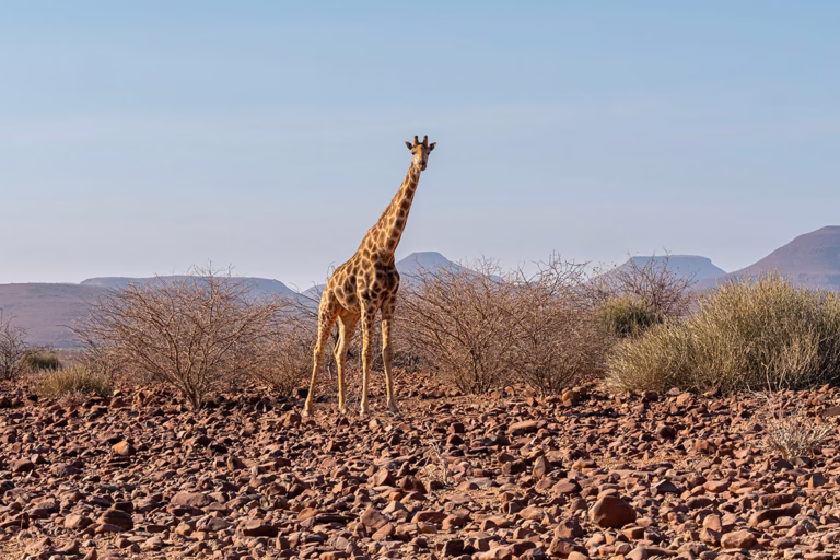 Eine Giraffe steht in der Wüste von Damaraland in Namibia