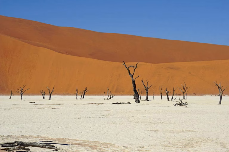 Wüste mit vertrockneten Bäumen