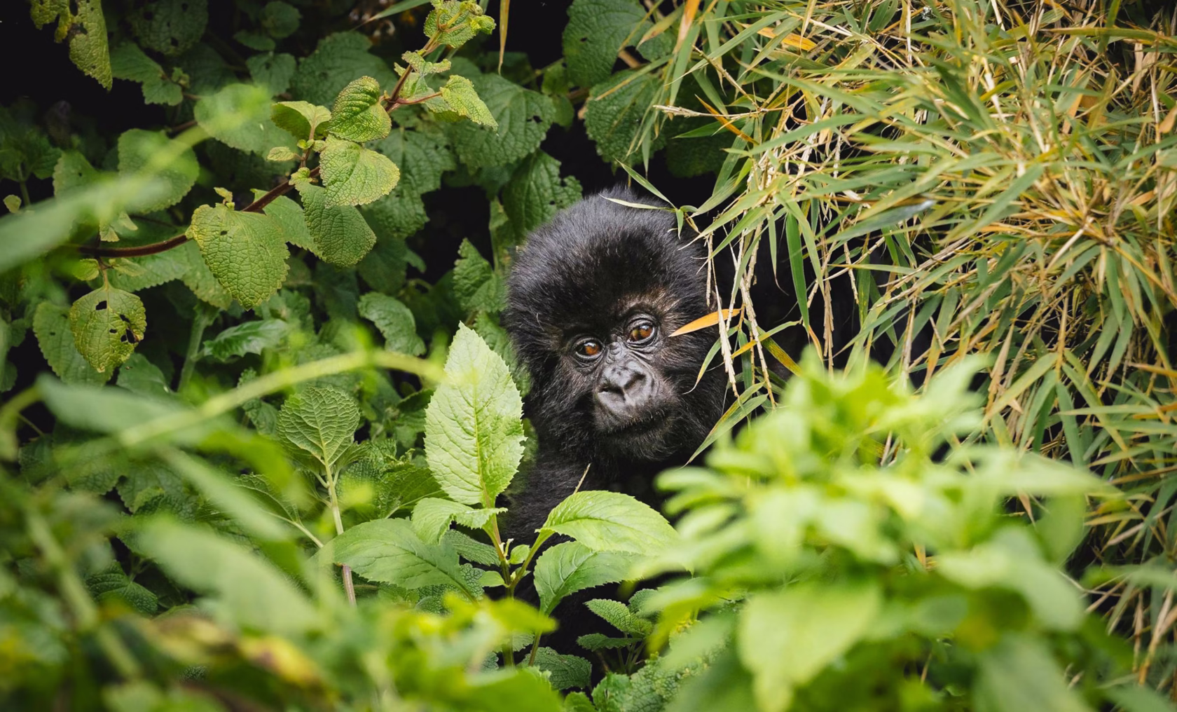 Gorilla versteckt sich hinter einem Busch in Ruanda