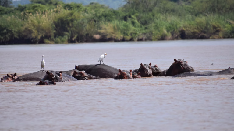 Flusspferde im Sambesi