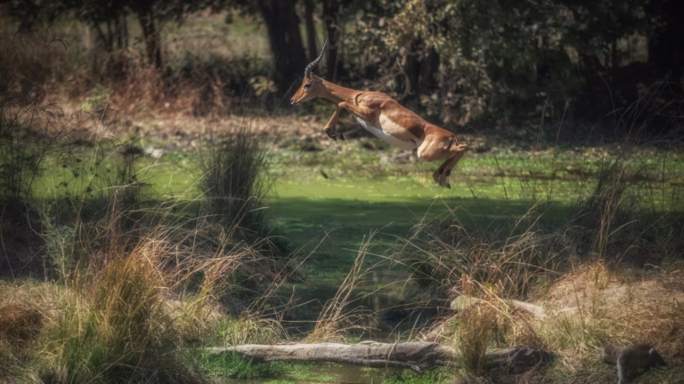 Antilope springt im South-Luangwa Nationalpark