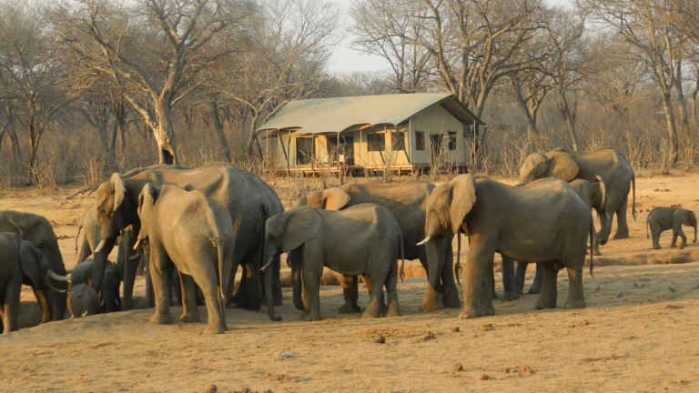 Elefantenherde im Hwange-Nationalpark