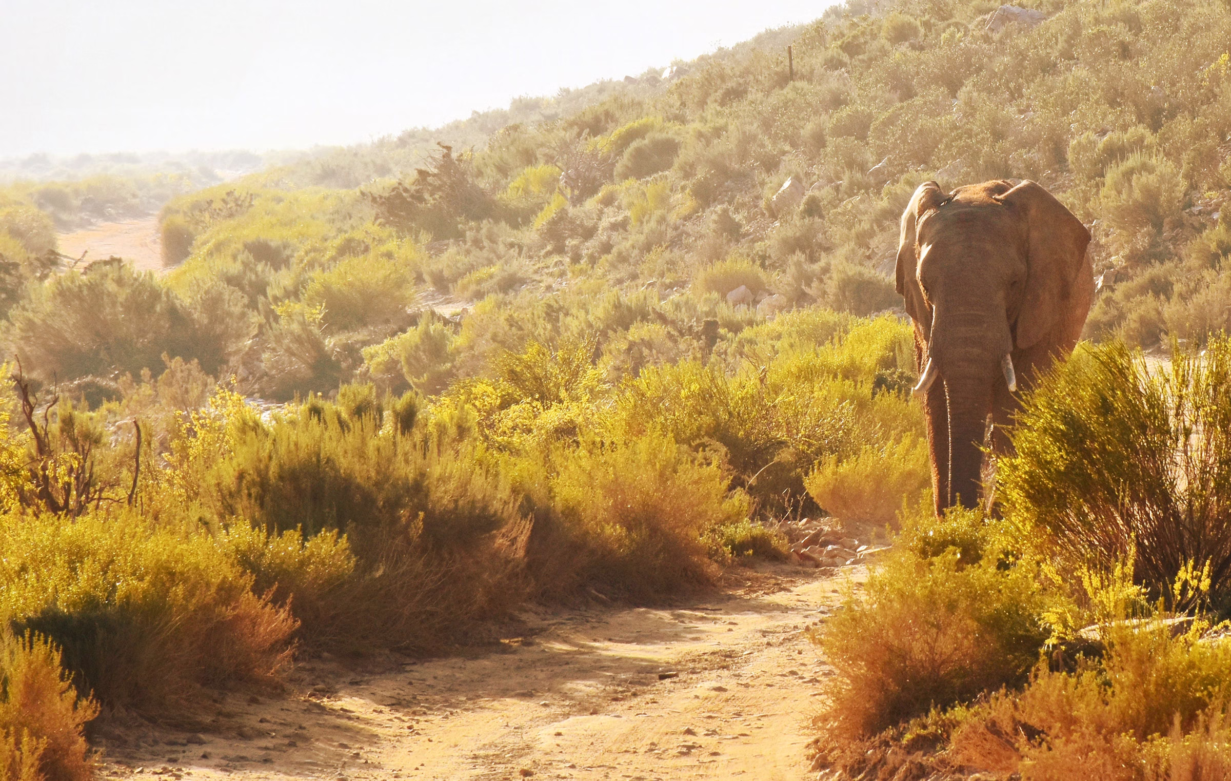 Elefant im Aquila Private Game Reserve