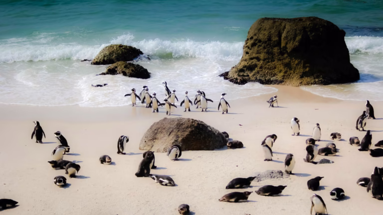 Pinguine am Boulders Beach in Südafrika