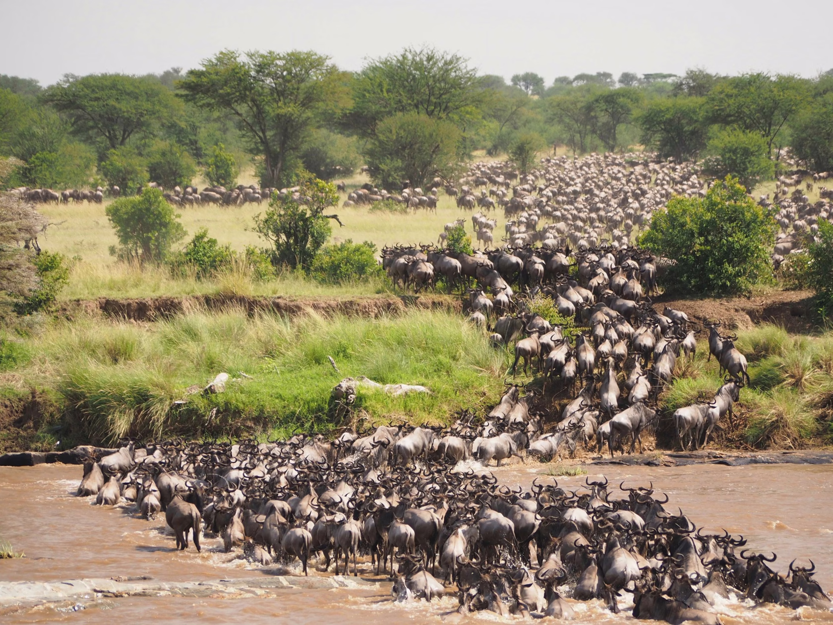 Eine Herde an Gnus galoppieren durch einen Fluss in Tansania