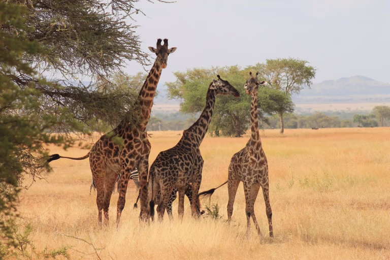 Drei Giraffen stehen im Gras in der Serengeti