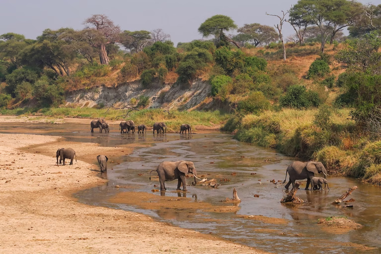 Eine Herde an Elefanten stehen in einem Fluss im Tarangire Nationalpark in Tansania