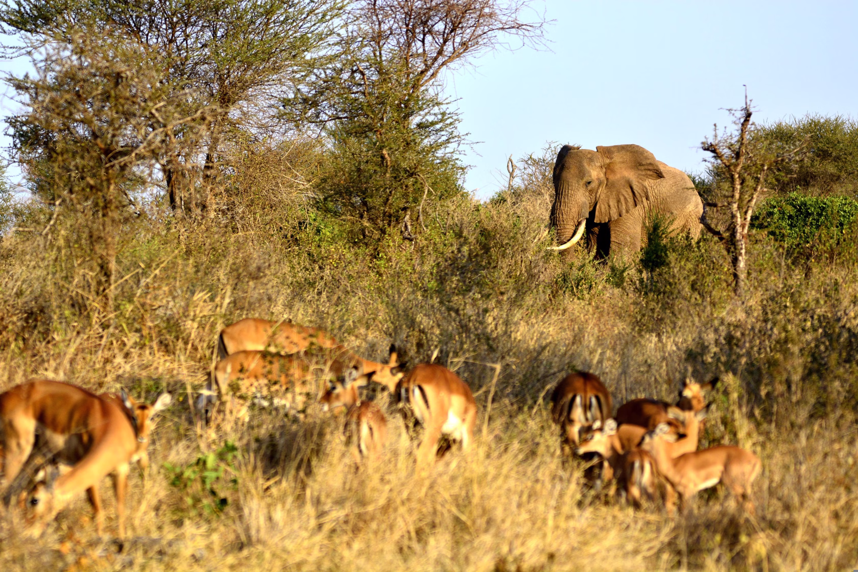 Antilopen und ein Elefant im Tarangire Nationalpark