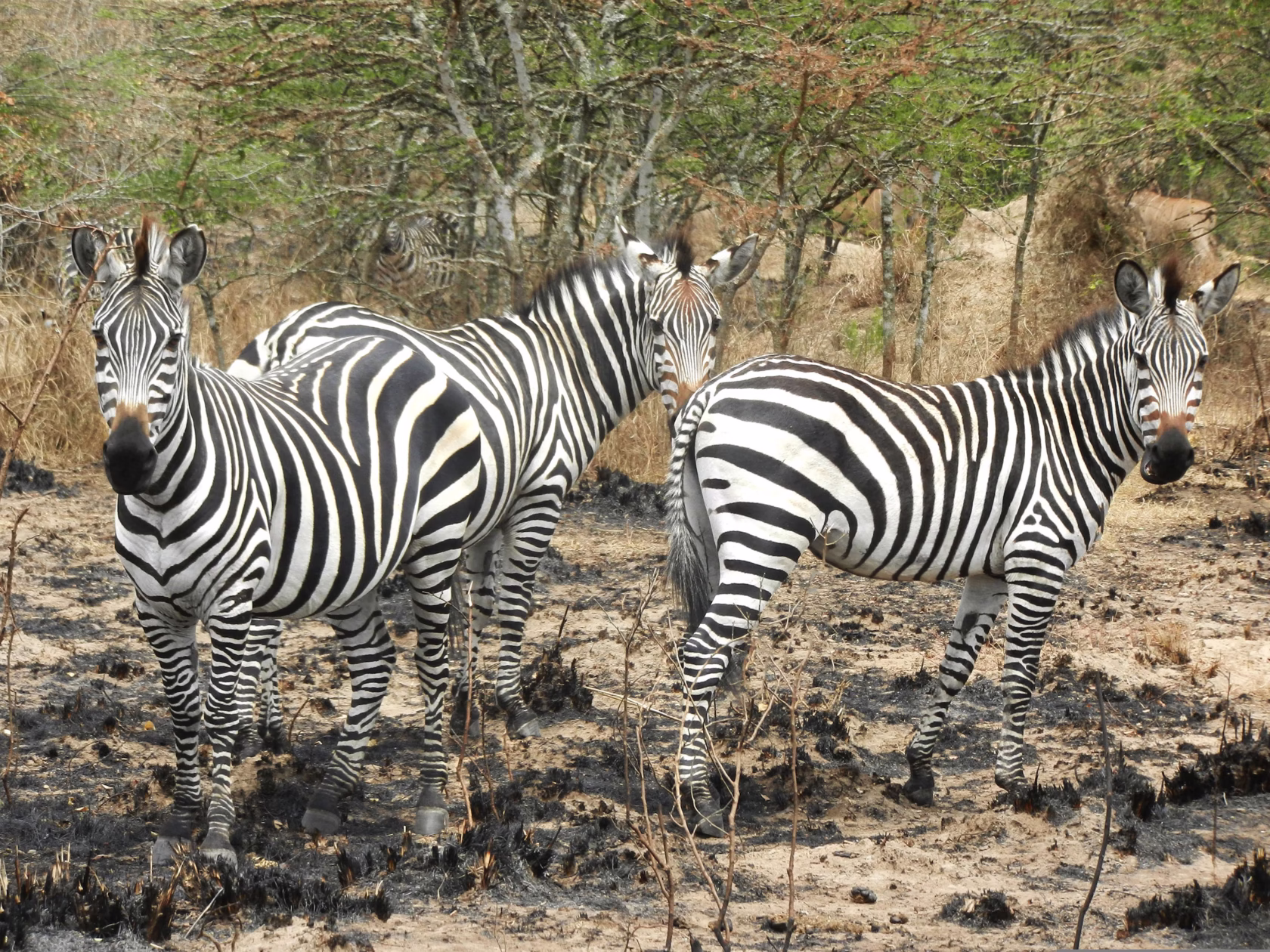 Zebras im Lake Mburo Nationalpark in Uganda