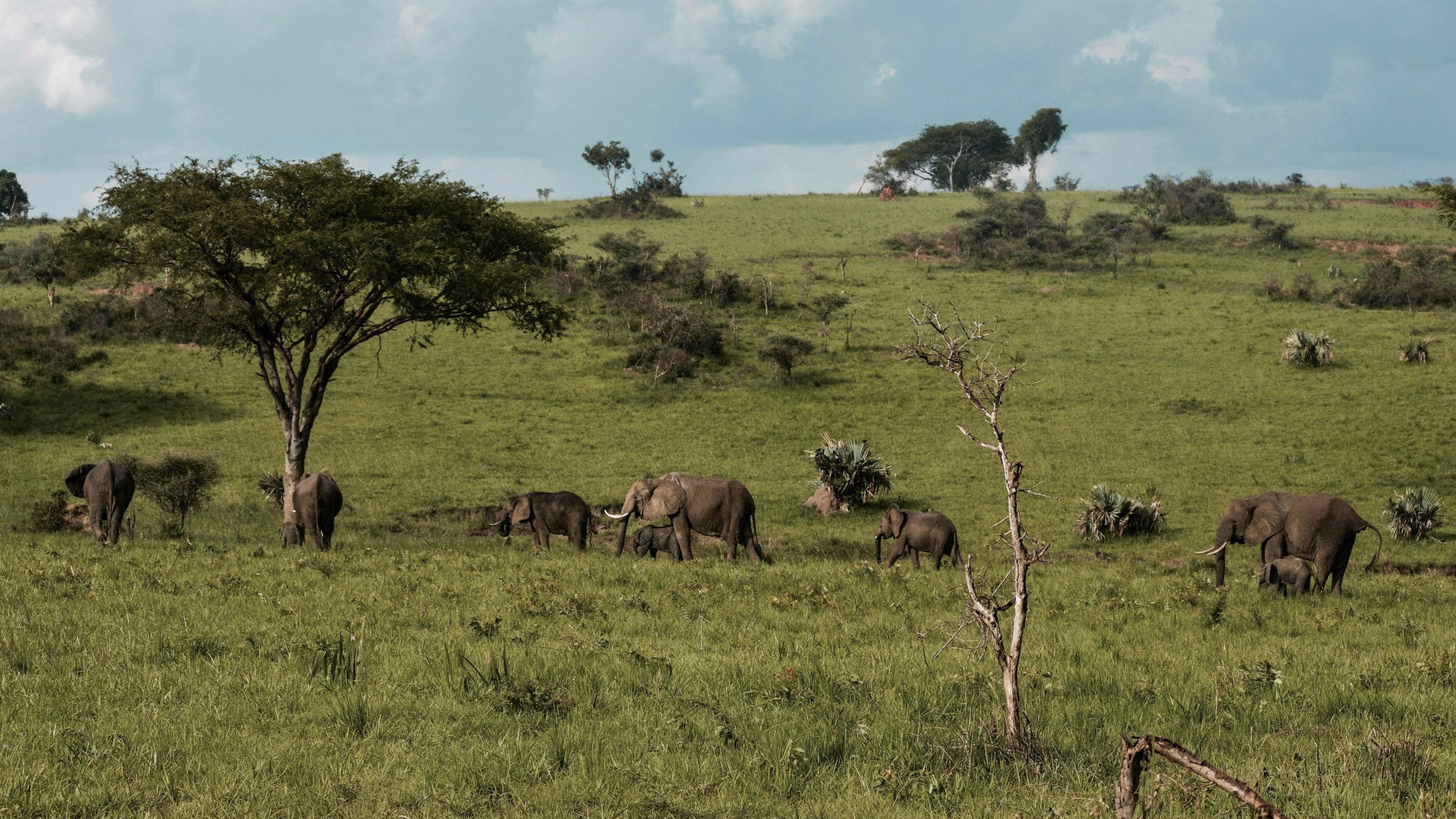 Elefanten im Murchison Falls National Park