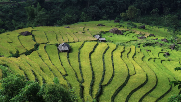 Grüne Reisfelder am Mekong-Delta