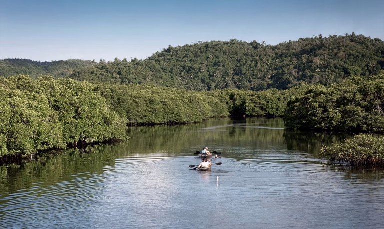 Mangrove Kayaking
