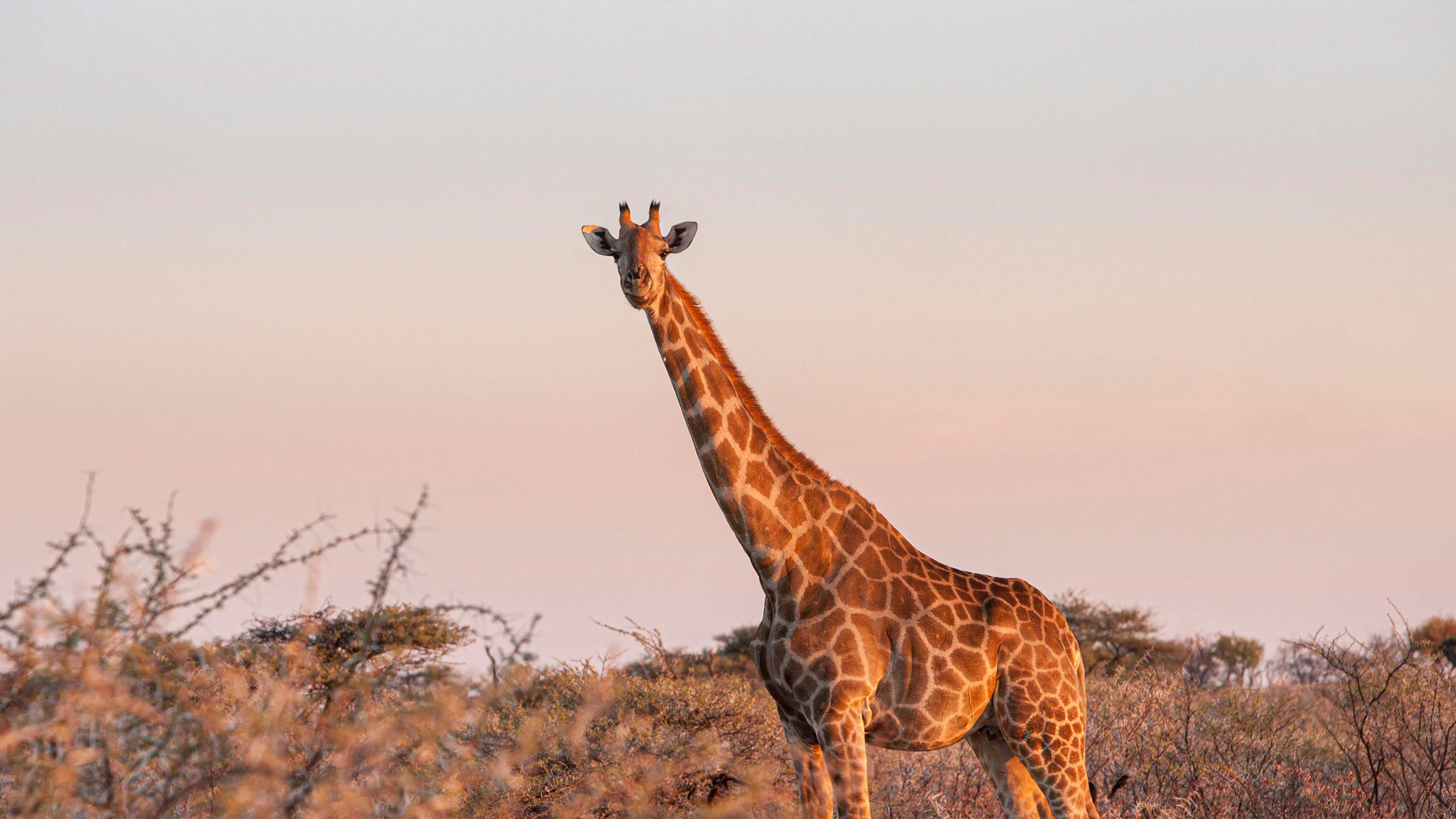 Die beste Reisezeit Namibia – Giraffe