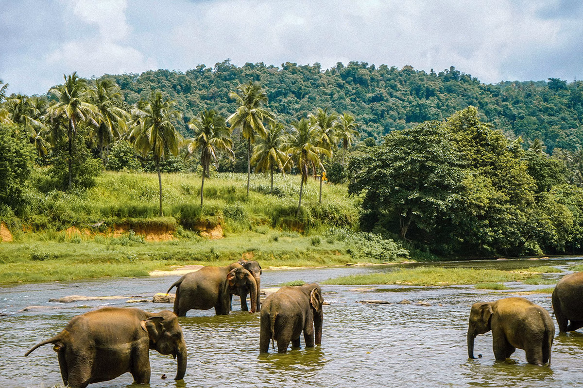 Safari in Sri Lanka