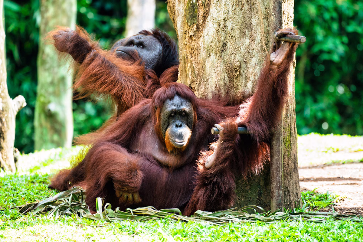Orang Utans